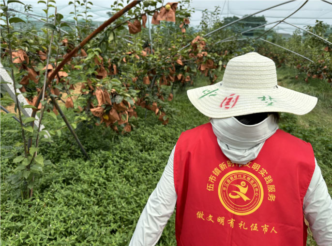 平江長(zhǎng)坡梨采摘季，"果韻飄湘"團(tuán)隊(duì)貢獻(xiàn)青春力量