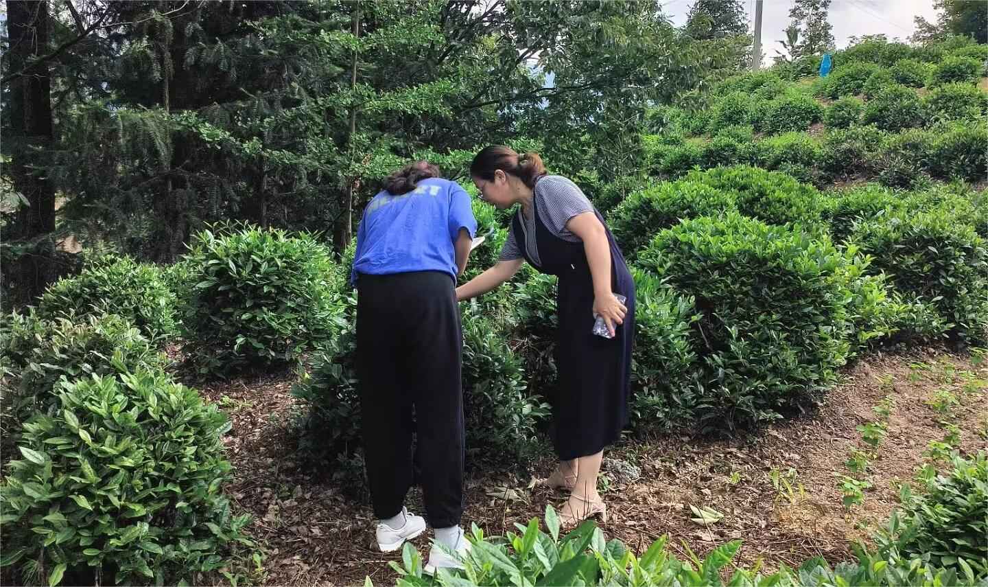 山東大學（威海）茶韻徽風調研團——茶香繞徽州，茶鄉旅致富